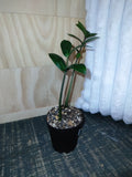ZZ Plant