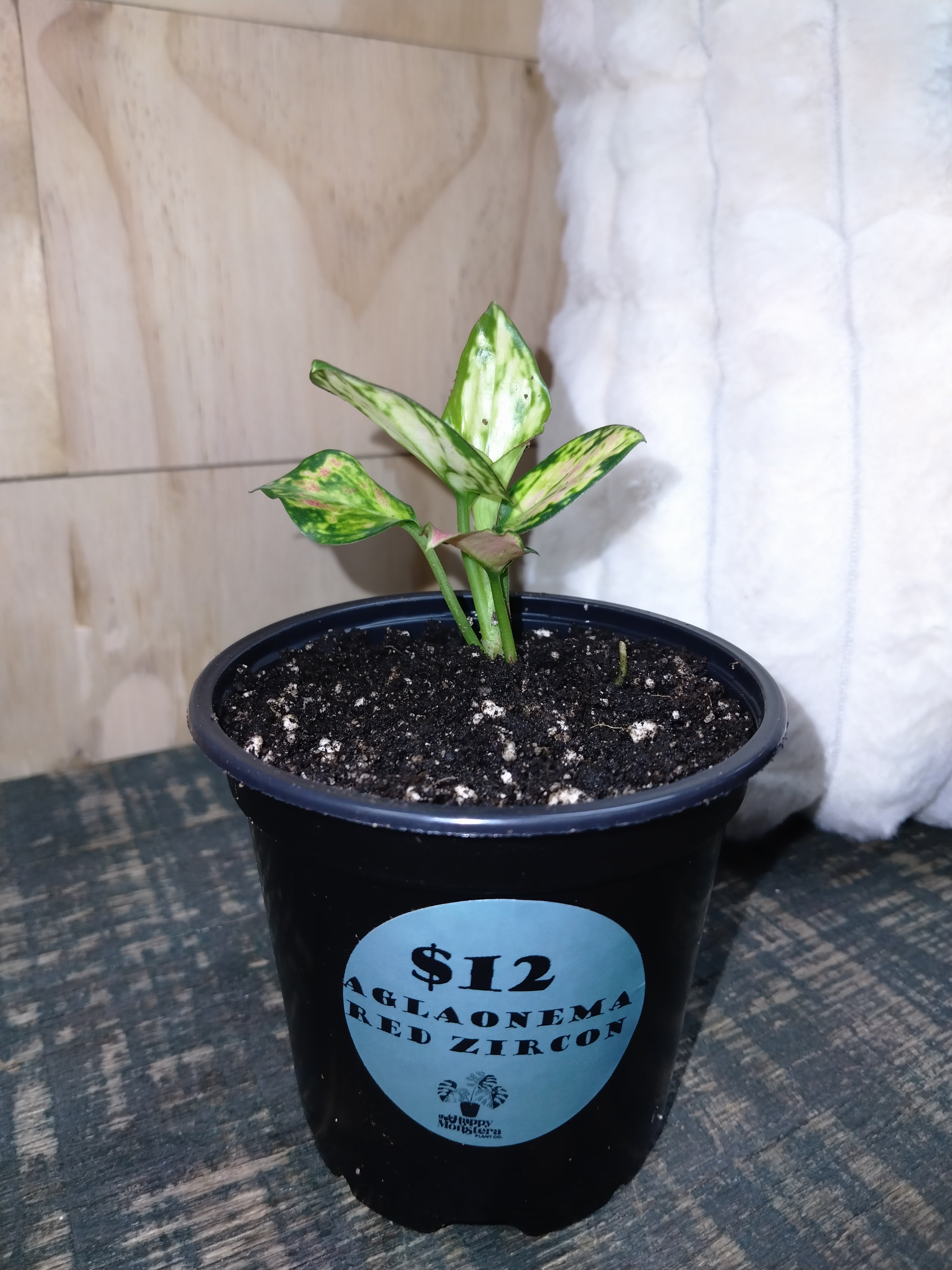 Aglaonema Red Zircon