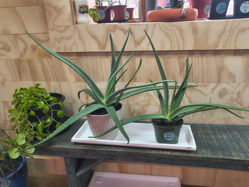 Aloe