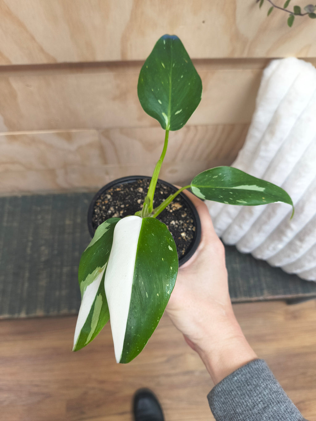 Philodendron White Wizard