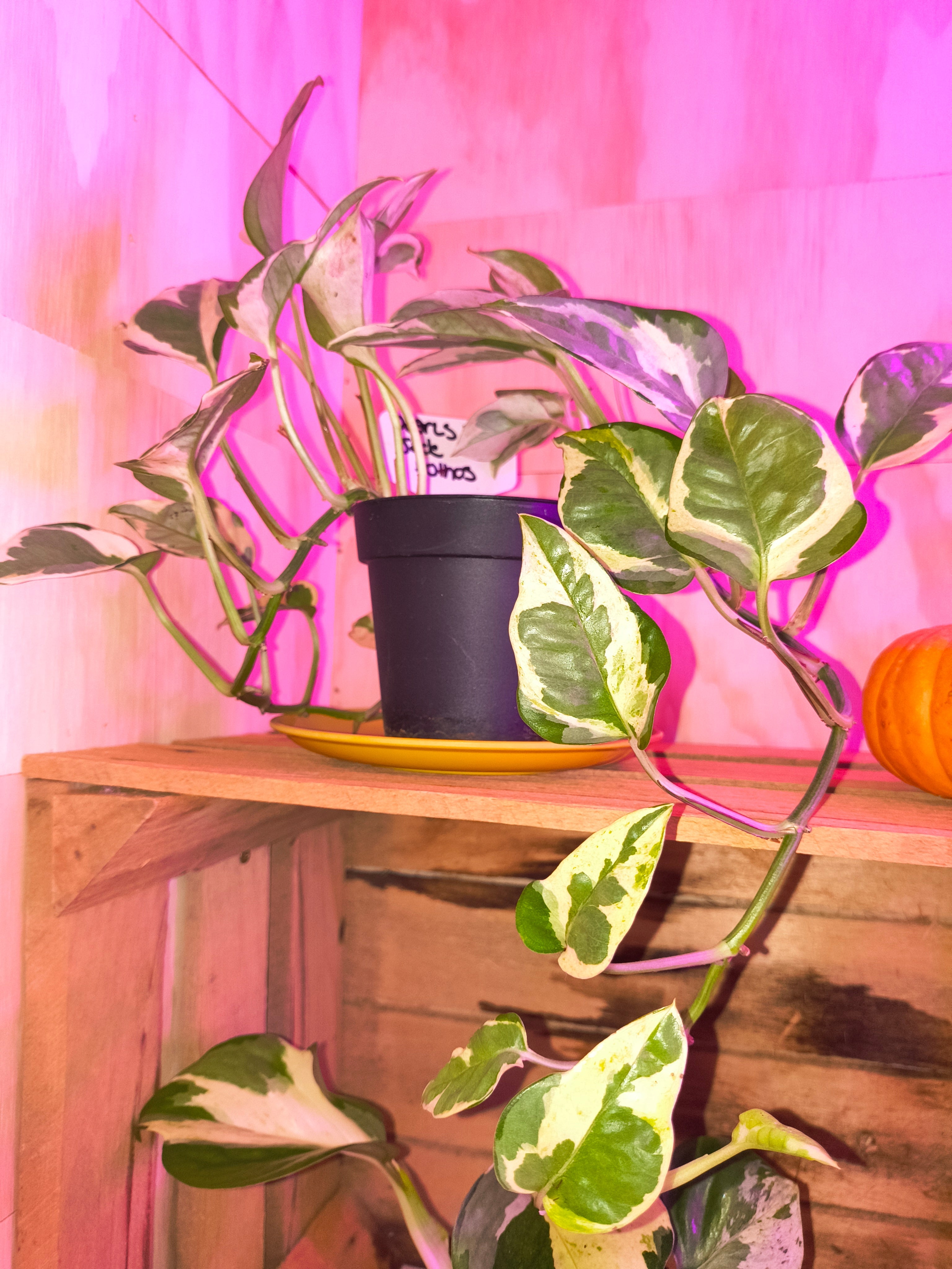 Pearls & Jade Pothos