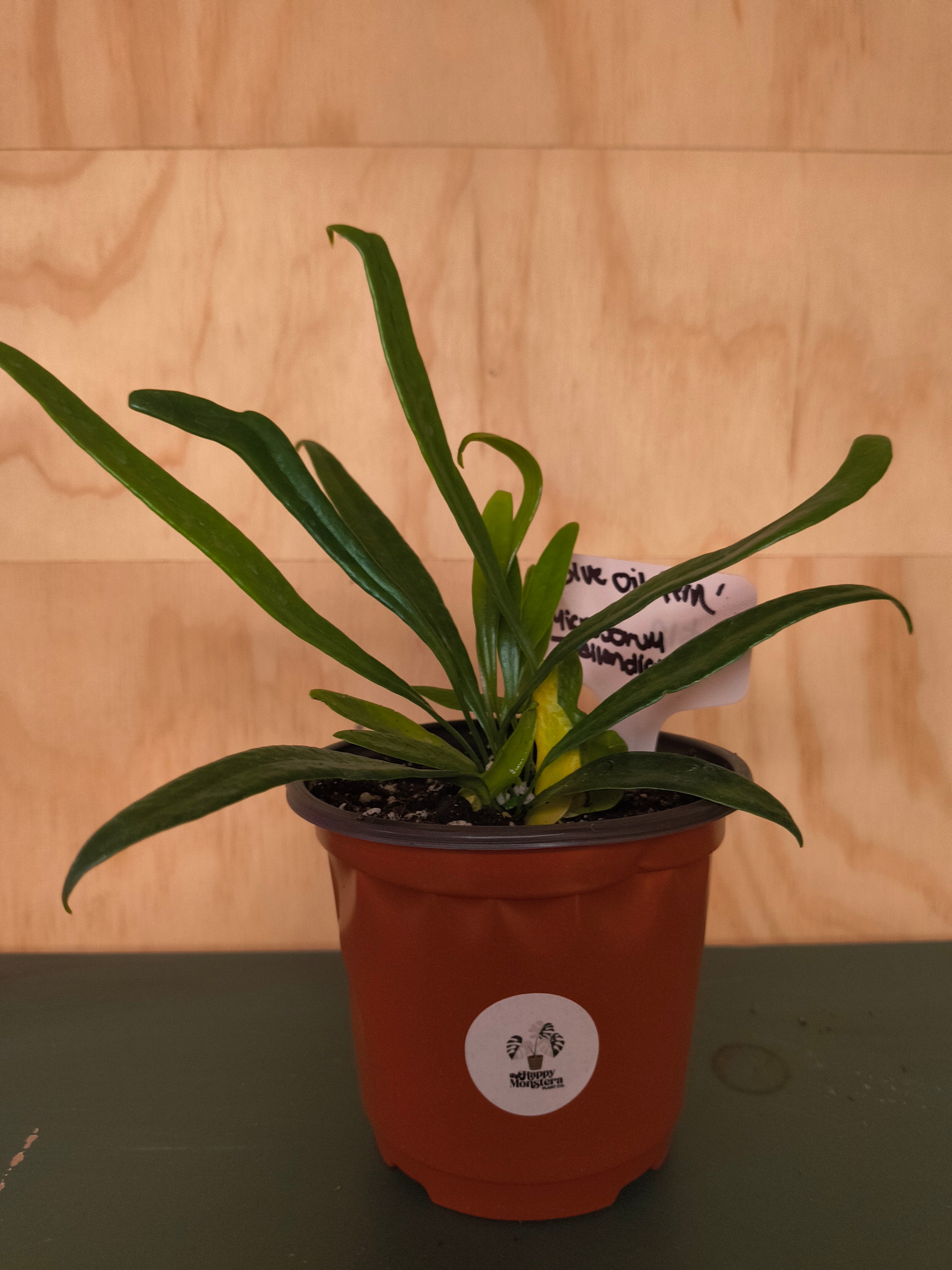 Blue oil fern