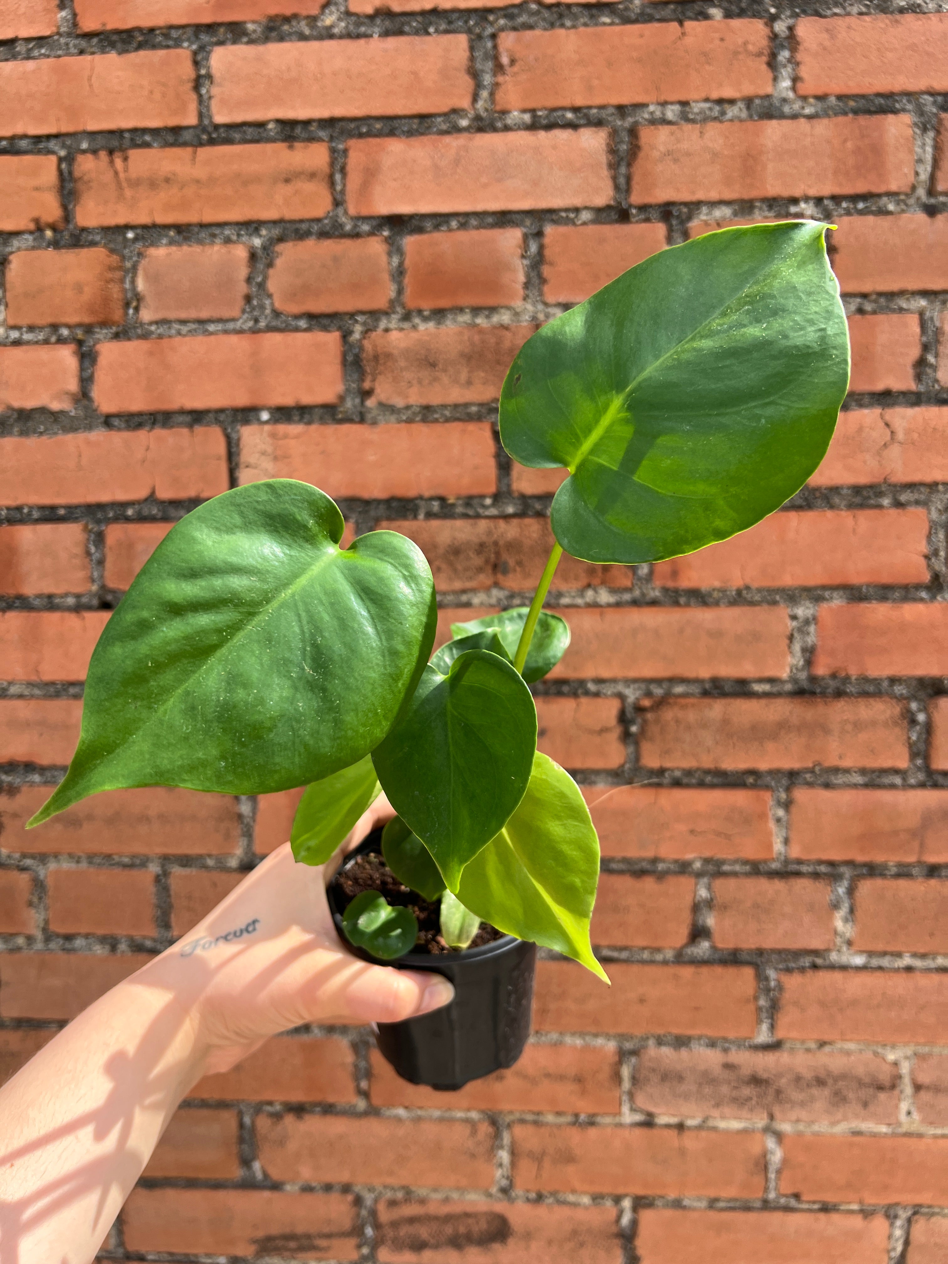 Monstera Deliciosa