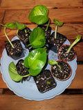 Global Pothos