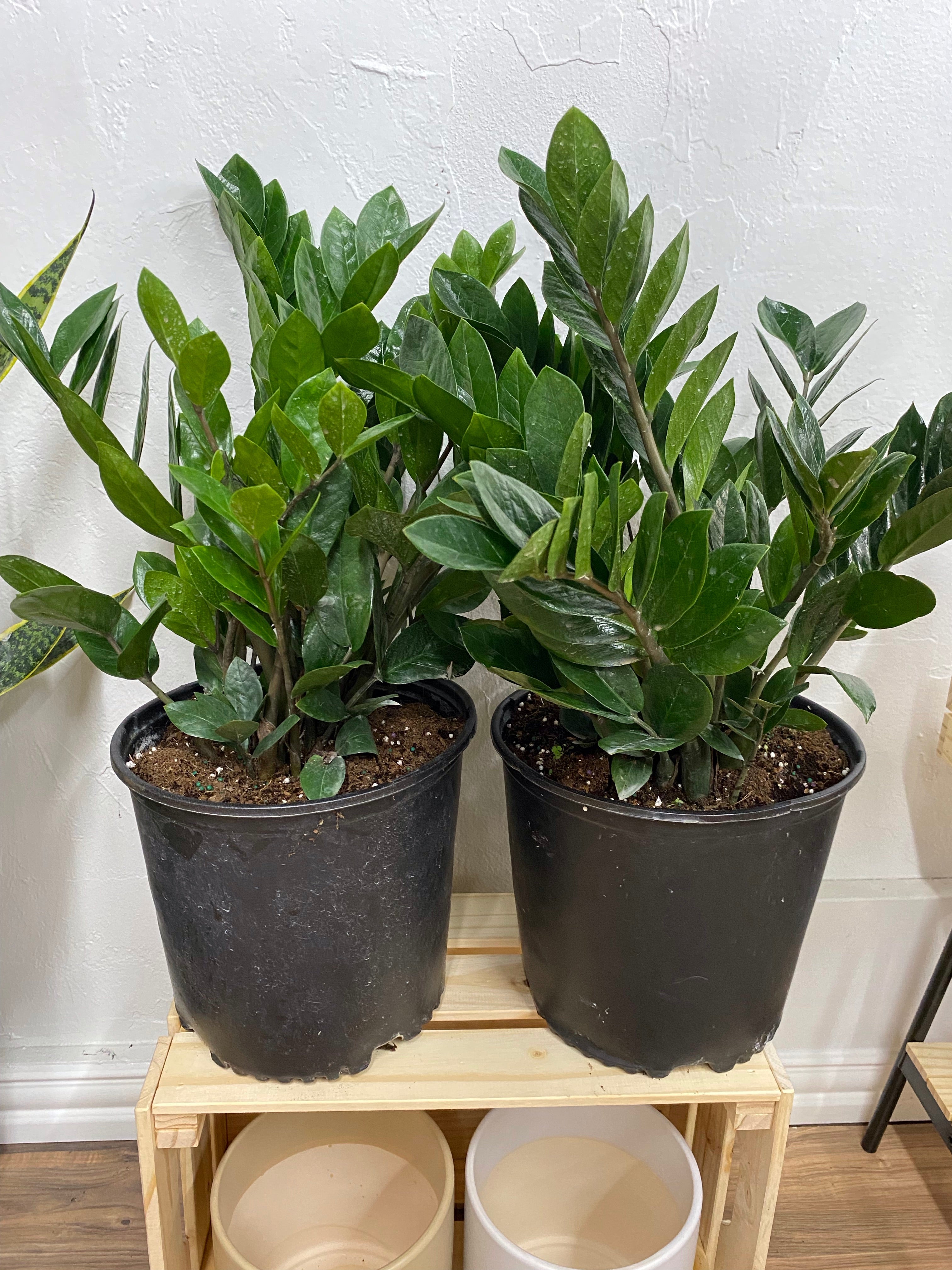ZZ Plant
