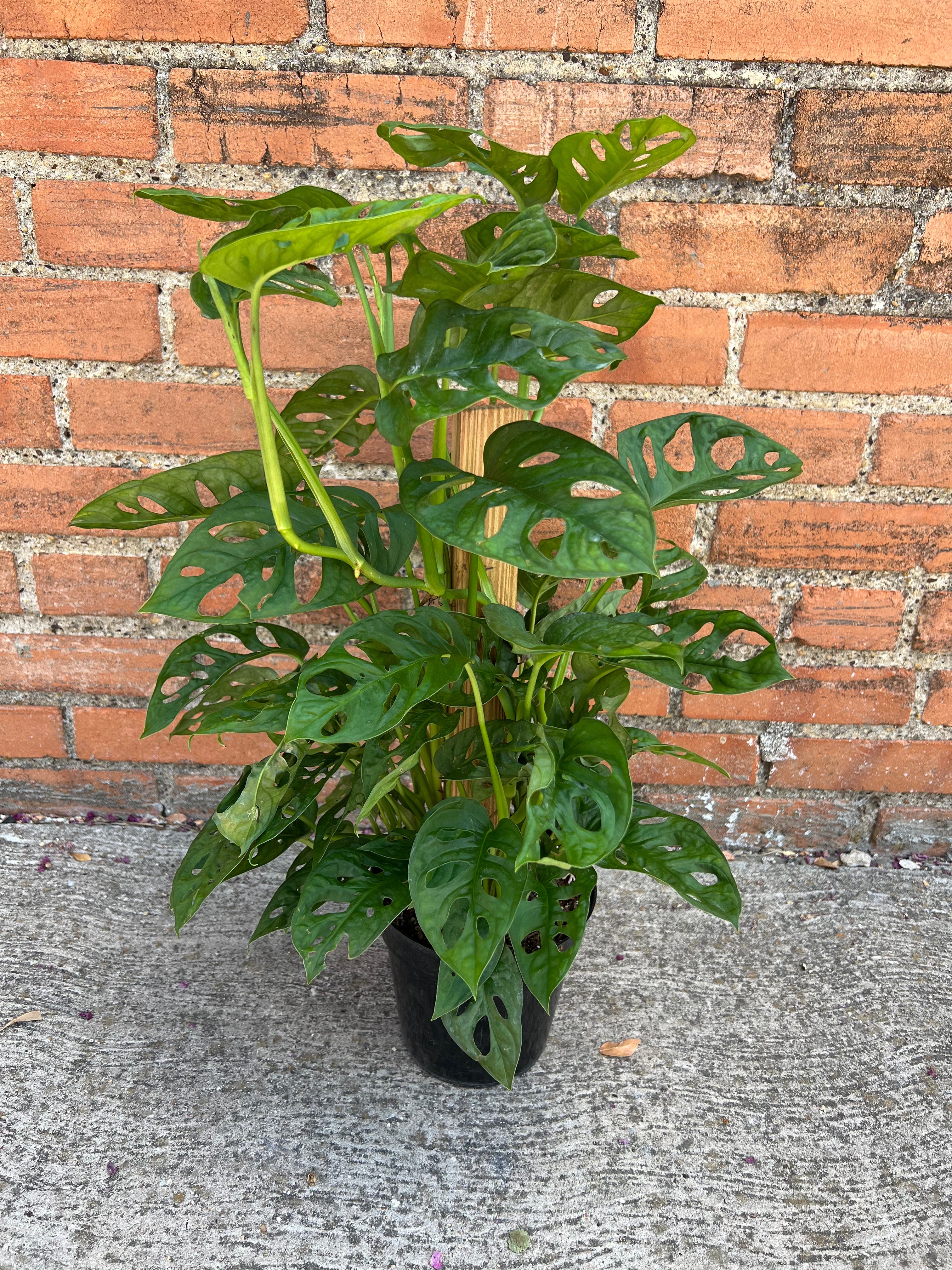 Monstera Adansonii