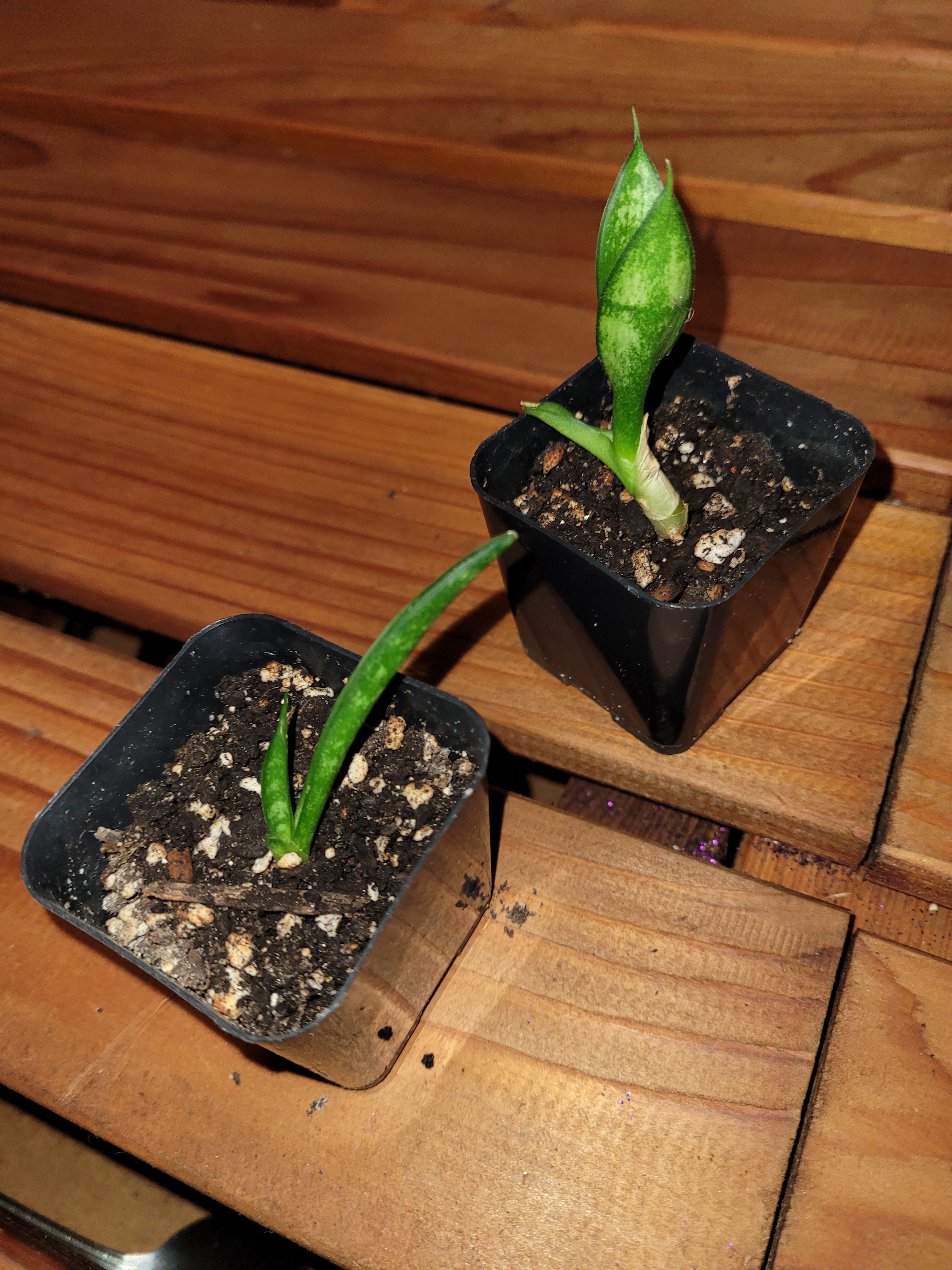 Snake plant