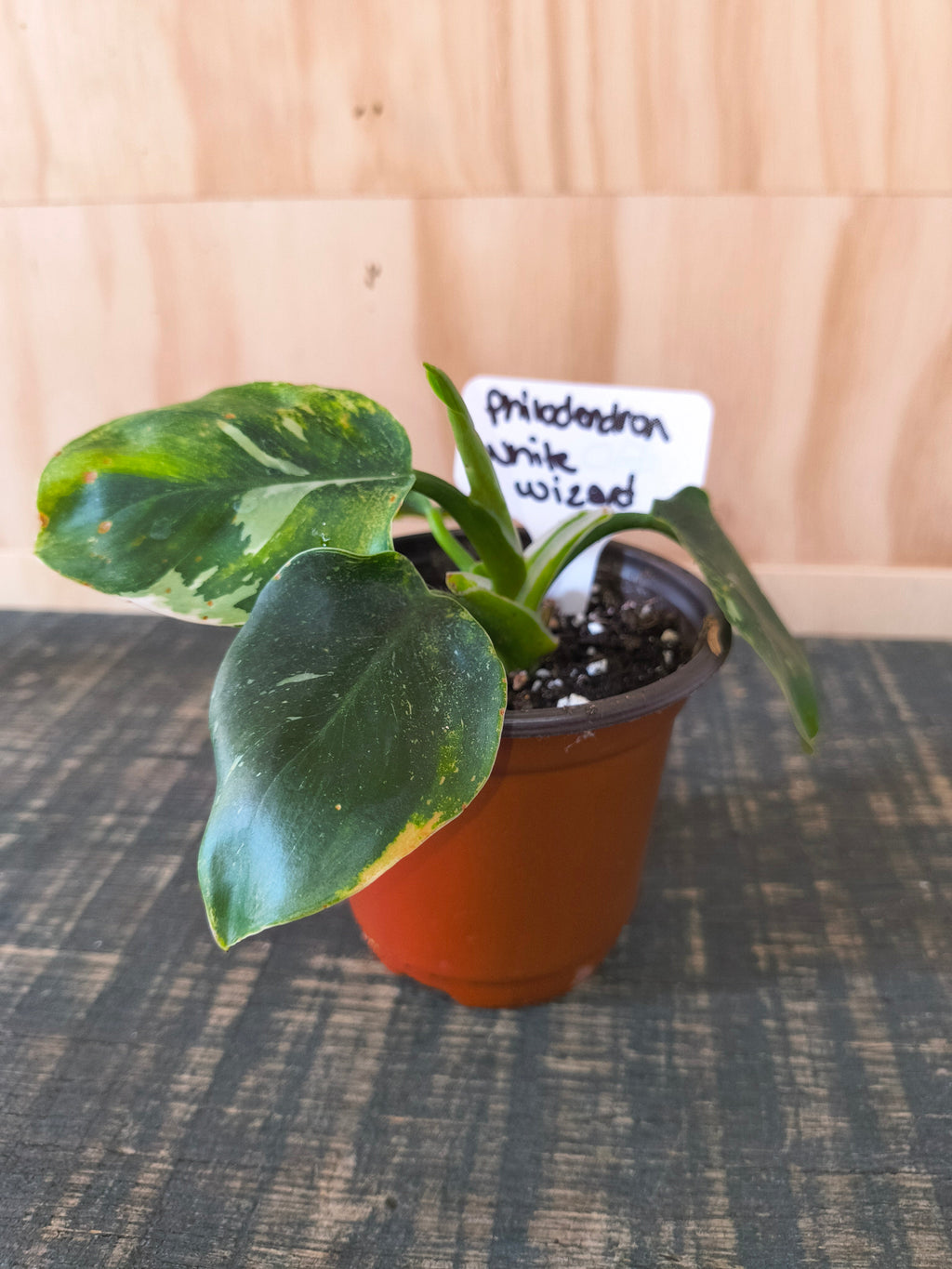 Philodendron White Wizard